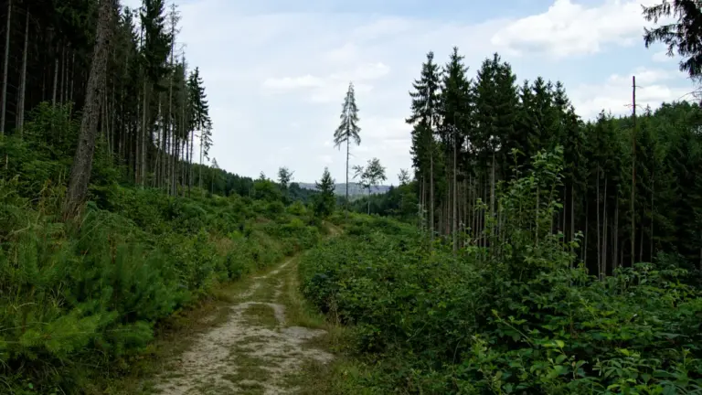 Anykščių žygeiviams – nemokamas 13 km „Vertybių keliu“ žygis