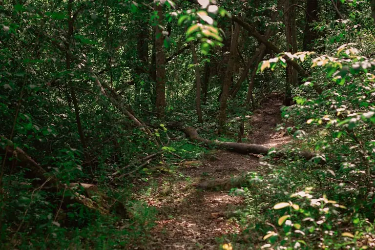 Anykščių žygeiviams – nemokamas 13 km „Vertybių keliu“ žygis