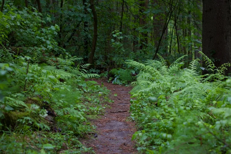 Anykščių žygeiviams – nemokamas 13 km „Vertybių keliu“ žygis