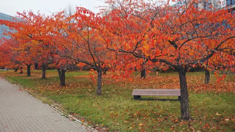Lietuvos rugsėjis 2026: ar šiluma viršys normą iki rugsėjo 30 d