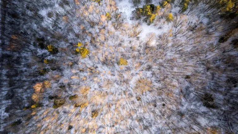 Sapnuoti mišką: ką pasakoja emocijos ir lietuviškas kraštovaizdis